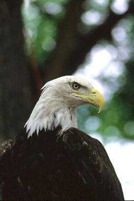 bald eagle image by deb frierichs