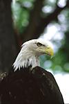 photograph of bald eagle
