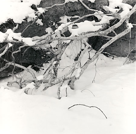 snow and tree roots in  an arroyo 