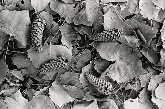 pine cones and leaves 