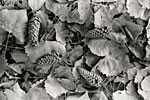 pine cones and leaf litter