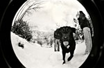 fish eye view of dog in snow