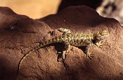 photograph of lizard
